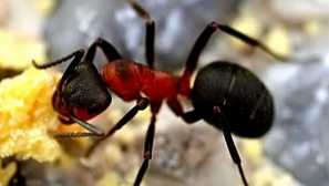 Neznáme okolie: ako sa zbaviť mravcov v záhrade